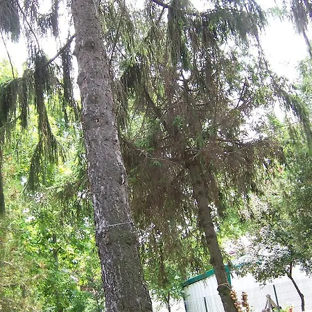 Pensiunea Ruxandra ונוס